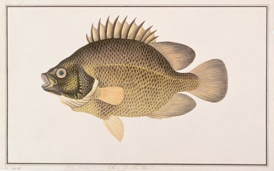 Pez tripletail, de Dibujos de peces de Malaca, c.1805-18 de Chinese School